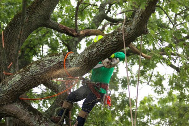 Trusted New Square, NY Tree Removal Services Experts