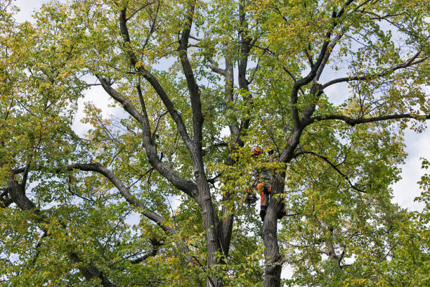 How Our Tree Care Process Works  in  New Square, NY